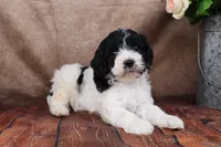 Johnson, a male Cavapoo for sale in West Salem, OH – Photo 6 of 7