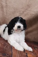 Johnson, a male Cavapoo for sale in West Salem, OH – Photo 7 of 7