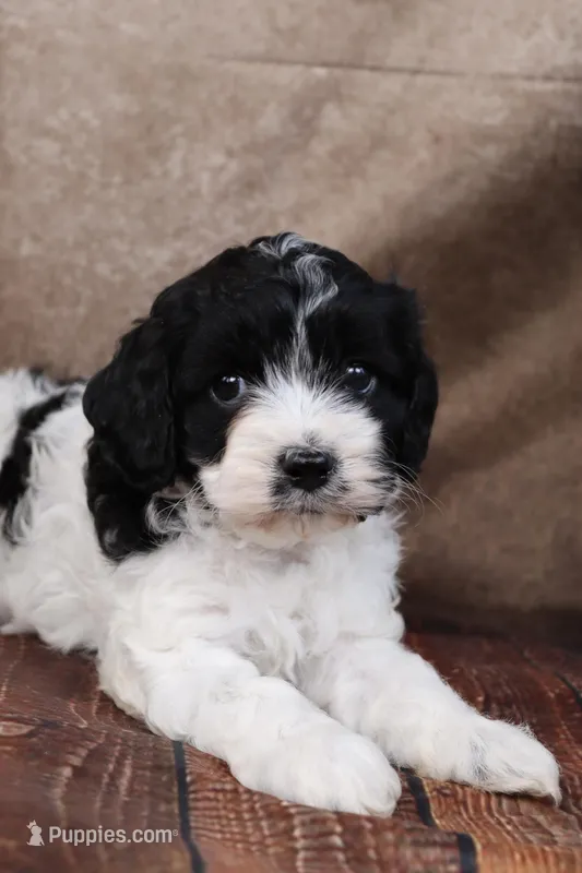 Johnson – Cavapoo puppy for sale in West Salem, OH