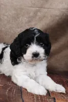 Johnson, a male Cavapoo for sale in West Salem, OH – Photo 1 of 7