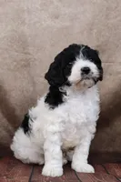 Johnson, a male Cavapoo for sale in West Salem, OH – Photo 3 of 7