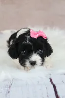 Luna, a female Cavapoo for sale in West Salem, OH – 6 of 10