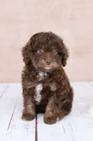 Nutmeg, a female Cavapoo for sale in West Salem, OH – 2 of 8