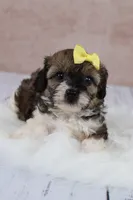 Candy, a female Cavapoo for sale in West Salem, OH – 7 of 8
