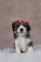 Maple, a female Cavapoo for sale in West Salem, OH – 7 of 9