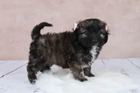 Hazelnut, a female Cavapoo for sale in West Salem, OH – 1 of 9
