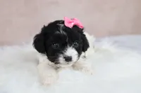 Luna, a female Cavapoo for sale in West Salem, OH – 3 of 10