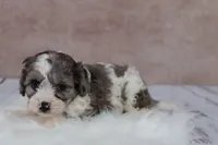 Clove, a female Cavapoo for sale in West Salem, OH – 7 of 7