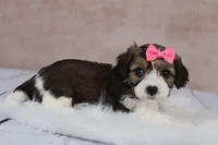 Maple, a female Cavapoo for sale in West Salem, OH – 5 of 9