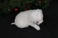 processed/a9cf7d79-01ce-4d09-ac45-91e5c6f8dc65/listing/8931fa08-8ba8-4e3e-93a8-0624c85d1587/fe826008-ee9a-4390-a915-70a446a648d0