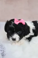 Luna, a female Cavapoo for sale in West Salem, OH – 2 of 10