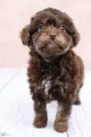 Coco, a female Cavapoo for sale in West Salem, OH – 4 of 7