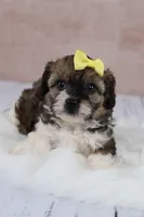 Candy, a female Cavapoo for sale in West Salem, OH – 6 of 8