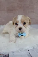 Copper, a male Cavapoo for sale in West Salem, OH – 6 of 6