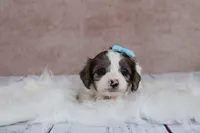 Frost, a male Cavapoo for sale in West Salem, OH – 3 of 7