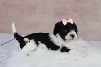 Ember, a female Cavapoo for sale in West Salem, OH – 2 of 7