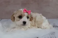 Goldie, a female Cavapoo for sale in West Salem, OH – 5 of 7