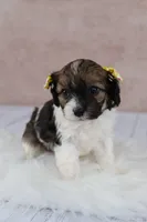 Ruby, a female Cavapoo for sale in West Salem, OH – 6 of 6
