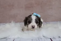 Frost, a male Cavapoo for sale in West Salem, OH – 2 of 7