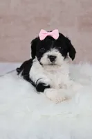 Ember, a female Cavapoo for sale in West Salem, OH – 7 of 7