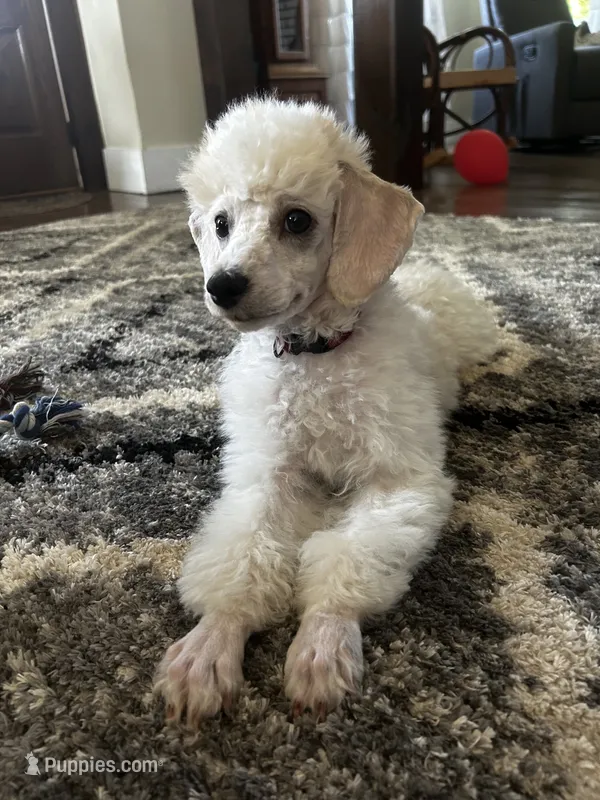 Biscuit (House trained) – Poodle - Miniature  puppy for sale in West Salem, OH