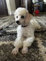 Biscuit (House trained), a male Poodle - Miniature  for sale in West Salem, OH – 1 of 3