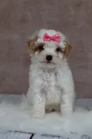 Pumpkin, a female Cavapoo for sale in West Salem, OH – 2 of 8