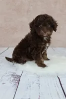 Nutmeg, a female Cavapoo for sale in West Salem, OH – 3 of 8