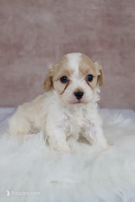 Autumn – Cavapoo puppy for sale in West Salem, OH