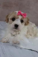 Goldie, a female Cavapoo for sale in West Salem, OH – 2 of 7