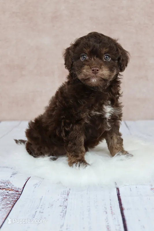 Coco – Cavapoo puppy for sale in West Salem, OH
