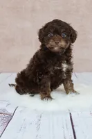 Coco, a female Cavapoo for sale in West Salem, OH – 1 of 7