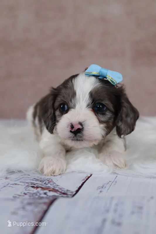 Frost – Cavapoo puppy for sale in West Salem, OH