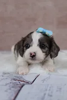 Frost, a male Cavapoo for sale in West Salem, OH – 1 of 7