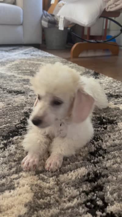 Biscuit (House trained), a male Poodle - Miniature  for sale in West Salem, OH – 3 of 3