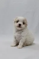 Frosting, a female Cavapoo for sale in West Salem, OH – Photo 2 of 8