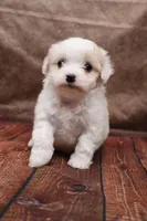 Frosting, a female Cavapoo for sale in West Salem, OH – Photo 7 of 8