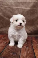 Frosting, a female Cavapoo for sale in West Salem, OH – Photo 8 of 8