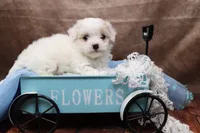 Frosting, a female Cavapoo for sale in West Salem, OH – Photo 1 of 8