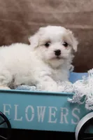 Frosting, a female Cavapoo for sale in West Salem, OH – Photo 3 of 8