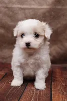 Frosting, a female Cavapoo for sale in West Salem, OH – Photo 6 of 8