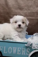 Frosting, a female Cavapoo for sale in West Salem, OH – Photo 5 of 8