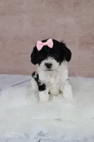 Ember, a female Cavapoo for sale in West Salem, OH – 3 of 7