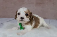 Woody, a male Cavapoo for sale in West Salem, OH – 2 of 8