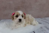Goldie, a female Cavapoo for sale in West Salem, OH – 3 of 7