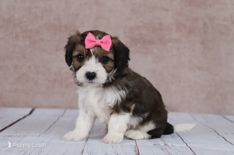 Maple – Cavapoo puppy for sale in West Salem, OH