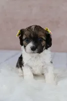 Ruby, a female Cavapoo for sale in West Salem, OH – 3 of 6