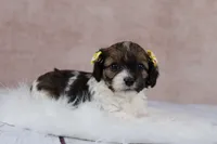 Ruby, a female Cavapoo for sale in West Salem, OH – 5 of 6