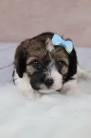 Hickory, a male Cavapoo for sale in West Salem, OH – 5 of 10