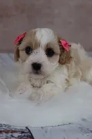Goldie, a female Cavapoo for sale in West Salem, OH – 4 of 7